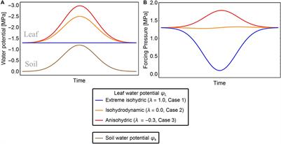 A Dynamic Model for Strategies and Dynamics of Plant Water-Potential Regulation Under Drought Conditions